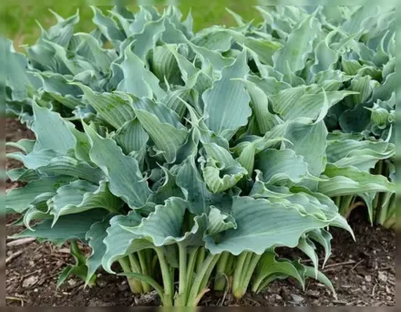 Хоста Вотерслайд / Hosta Waterslide
