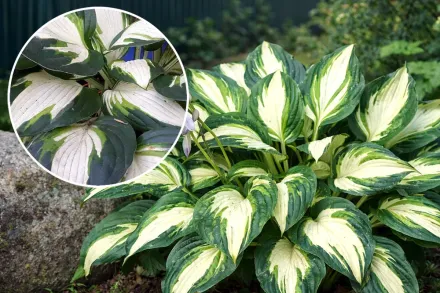 Хоста Вулкан / Hosta Vulcan