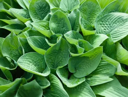 Хоста витончена / Hosta gracillima
