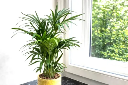 Ховея Кентія / Howea Belmoreana