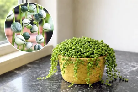 Хрестовик Роулі / Senecio rowleyanus