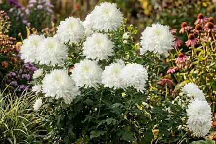 Хризантема Антонов Вайт / Chrysanthemum Antonov White