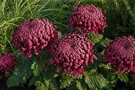 Хризантема Бігуді Пурпл / Chrysanthemum Bigoudi Purple