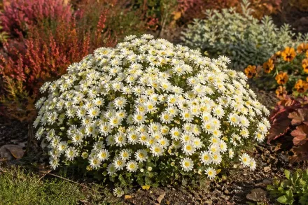 Хризантема Дітто Вайт / Chrysanthemum Ditto White