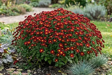 Хризантема Дора / Chrysanthemum Dora