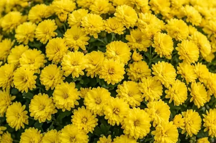 Хризантема Конако Єллоу / Chrysanthemum Konako Yellow