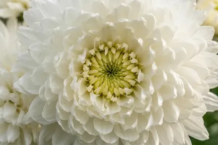 Хризантема Магнум вайт / Chrysanthemum Magnum White