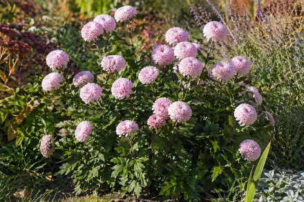 Хризантема Момоко / Chrysanthemum Momoko