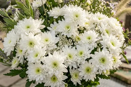 Хризантема Піна Колада / Chrysanthemum Pina Colada