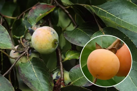 Хурма віргінська / Diospyros virginiana