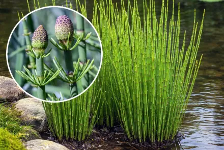 Хвощ річковий / Equisetum fluviatile