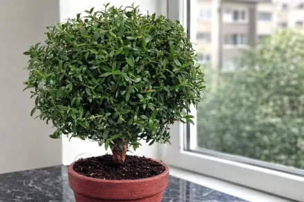 Кімнатний мирт / Myrtus communis