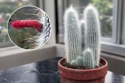 Cleistocactus strausii / Клейстокактус Штрауса
