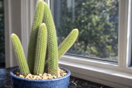 Cleistocactus winteri / Клейстокактус Вінтера