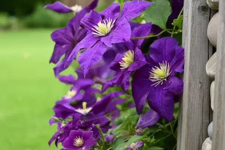 Aotearoa Clematis / Клематіс Аотеароа
