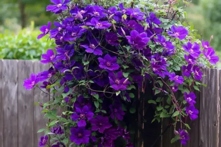 Джипсі Квін Клематіс / Clematis Gipsy Queen