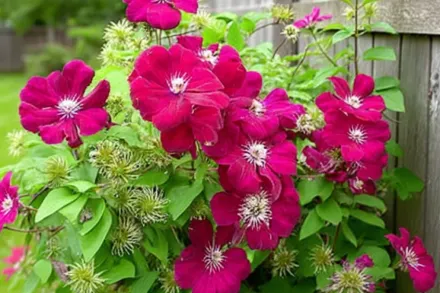 Клематіс Ернест Маркхем / Clematis Ernest Markham