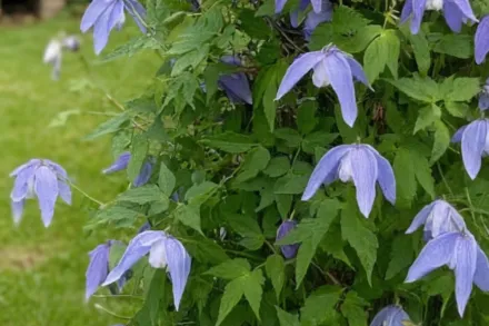 Френкі Клематіс / Clematis Frankie