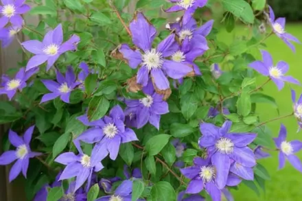 Фуджімусуме Клематіс / Clematis Fujimusume