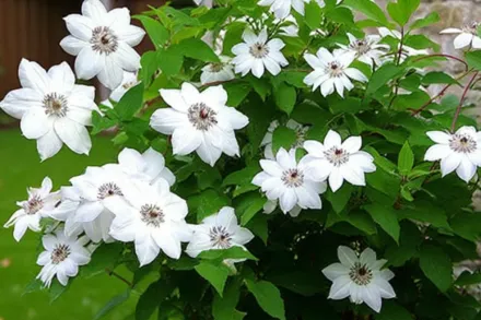 Генрі Клематіс / Clematis Henryi