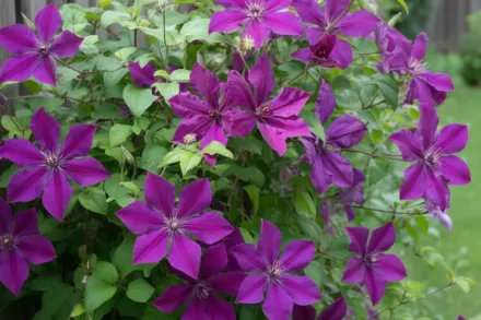 Хонора Клематіс / Clematis Honora