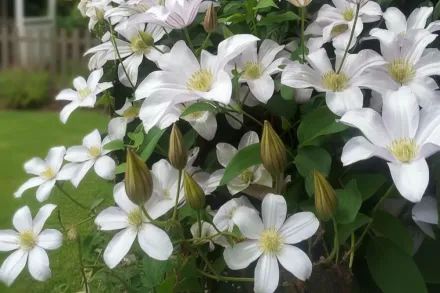 Хулдайн Клематіс / Clematis Huldine