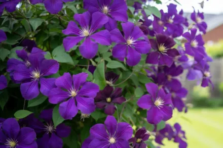 Леді Бетті Балфор Клематіс / Clematis Lady Betty Balfour