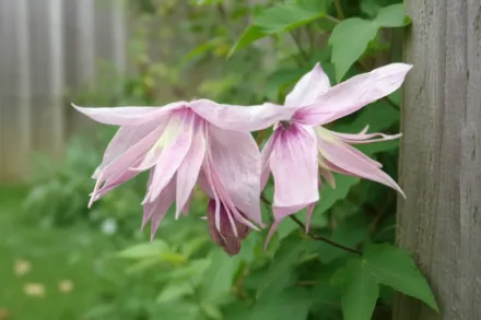 Клематіс Маркхамс Пінк / Clematis Markham’s Pink