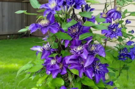 Мульті Блю Клематіс / Clematis Multi Blue