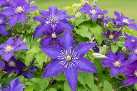 Rhapsody Clematis / Клематіс Рапсодія
