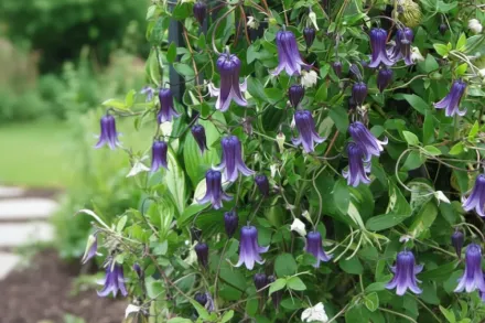 Клематіс Роогучі / Clematis Rooguchi