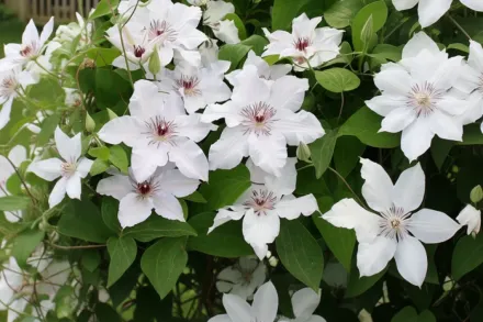 Сноу Квін Клематіс / Clematis Snow Queen