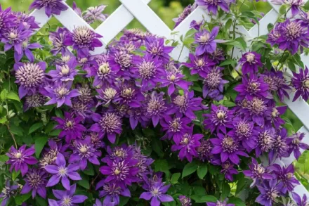 Клематіс Тайга / Clematis Taiga