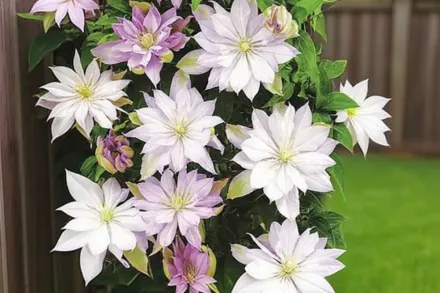 Violet Elizabeth Clematis / Клематіс Вайолет Елізабет