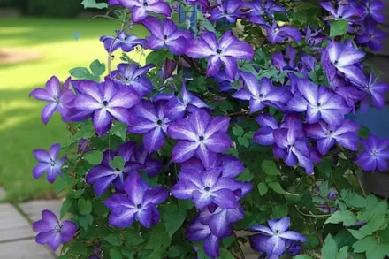 Venosa Violacea Clematis / Клематіс Веноза Віолацея