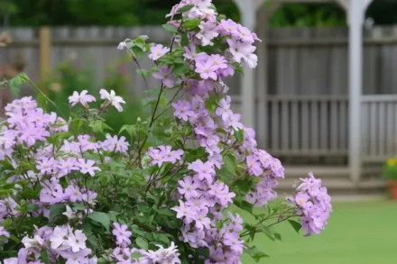 Клематіс Комтес де Бушо / Clematis Comtesse de Bouchaud