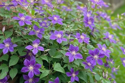 Клематіс Жакмана / Clematis Jackmanii