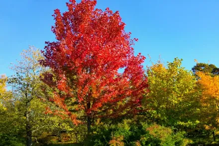 Клен Фрімана Отем Блейз / Acer x freemanii Autumn Blaze