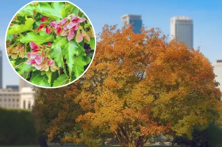 Клен гінала / Acer ginnala