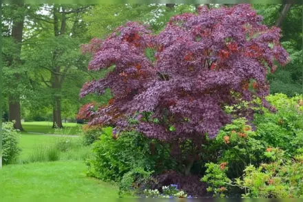Клен гостролистий Кримсон Кінг / Acer platanoides Crimson King