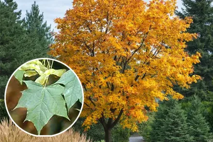 Клен гостролистий / Acer platanoides