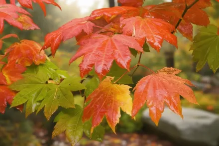 Клен круглолистий / Acer circinatum