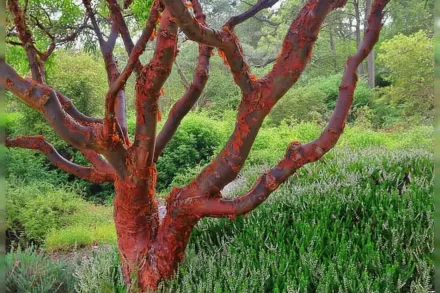 Клен паперовокорий / Acer griseum