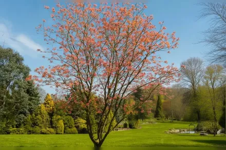 Клен псевдоплатановий Брілліантіссімум / Acer pseudoplatanus Brilliantissimum
