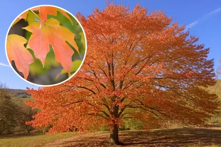 Клен цукровий / Acer saccharum