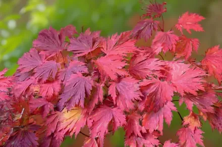 Клен японський Аконітіфоліум / Acer japonicum Aconitifolium