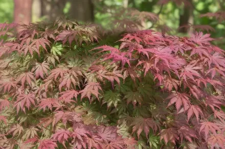 Клен японський Аріадне / Acer palmatum Ariadne
