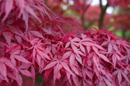 Клен японський Атропурпуреум / Acer palmatum Atropurpureum
