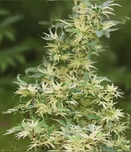 Клен японський Батерфляй / Acer palmatum Butterfly