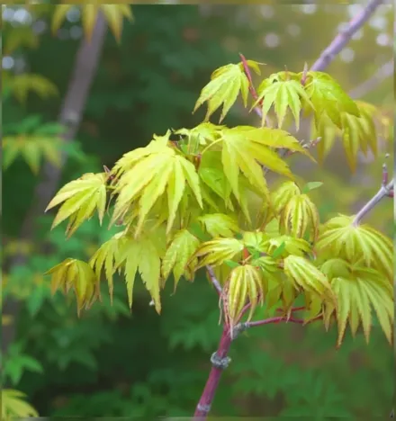 Клен японський Бені-Кава / Acer palmatum Beni-Kawa